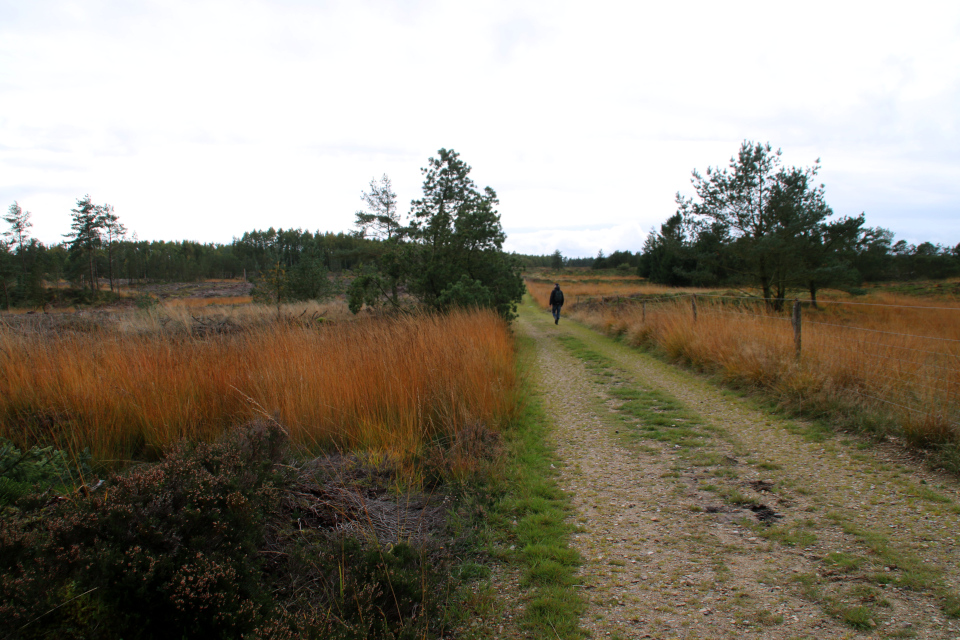 Болота. Лесная плантация Глудстед (Gludsted plantation), Дания. 17 окт. 2021