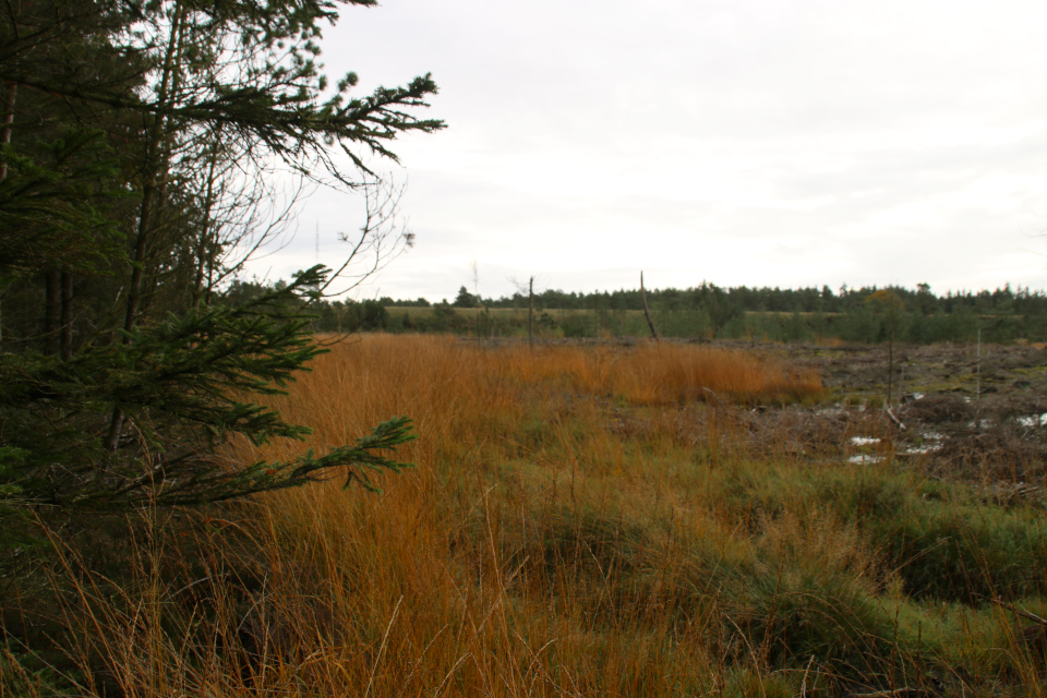 Старая ж/д. Лесная плантация Глудстед (Gludsted plantation), Дания. 17 окт. 2021