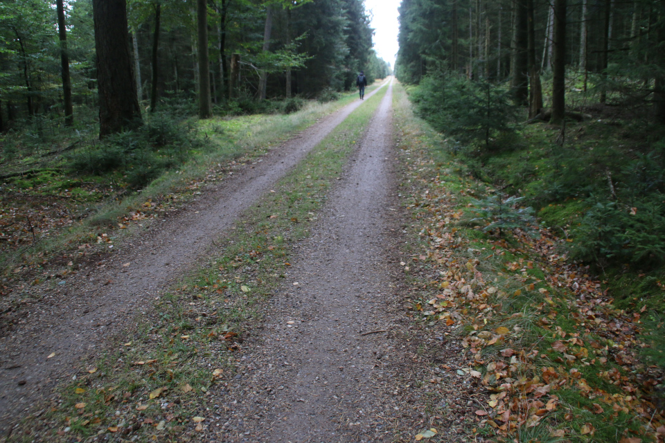 Лесная плантация Глудстед (Gludsted plantation), Дания. 17 окт. 2021