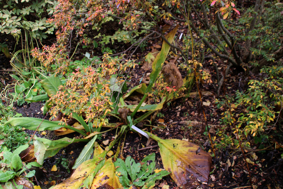 Лизихитон американский (лат. Lysichiton americanus