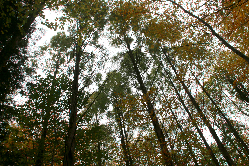 Метасеквойи в лесу Риссков (Metasequoia Risskov), Дания. Фото 30 окт. 2021