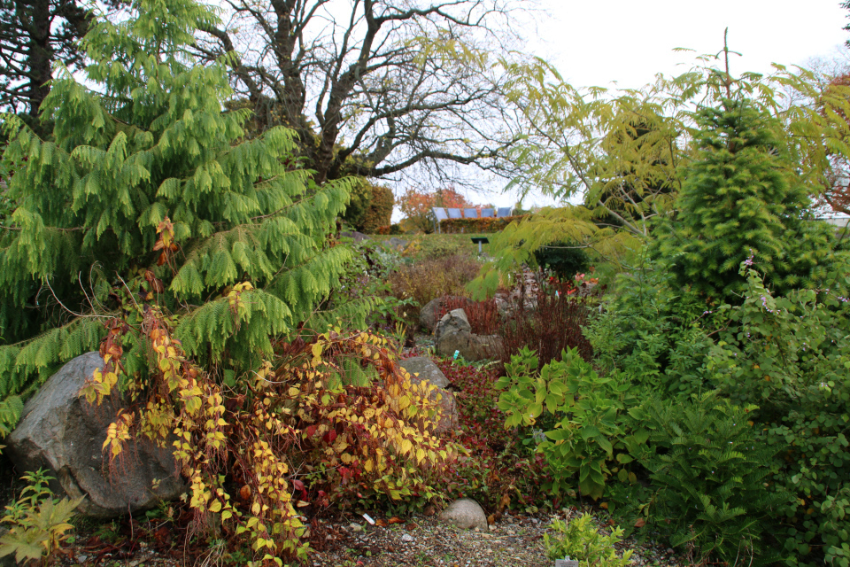 Рами в ботаническом саду г. Орхус, Дания. Фото 1 нояб. 2021