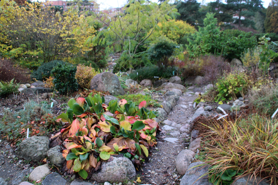 Бадан толстолистный в ботаническом саду г. Орхус, Дания. Фото 1 нояб. 2021