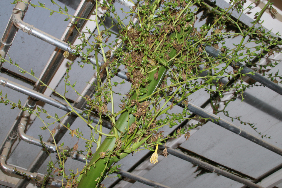 Голубая агава (Blå agave, Agave tequilana). 15 дек. 2021, Ботанический сад г. Орхус, Дания