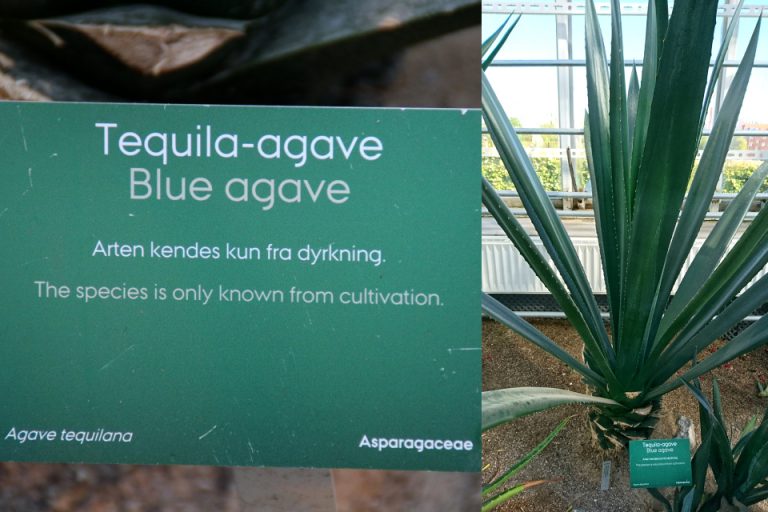 Голубая агава - агава текильная - Флора Пассионис