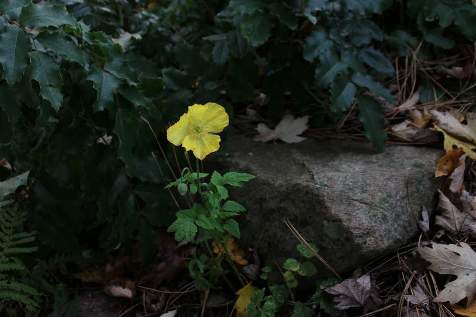 Желтый мак на каменистых горках ботанического сада г. Орхус, Дания. Фото 1 нояб. 2021