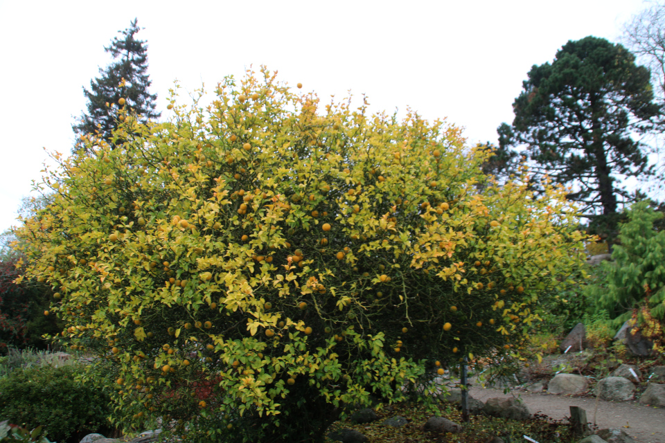 Понцирус трёхлисточковый с плодами. Ботанический сад Орхус 1 ноября 2021, Дания