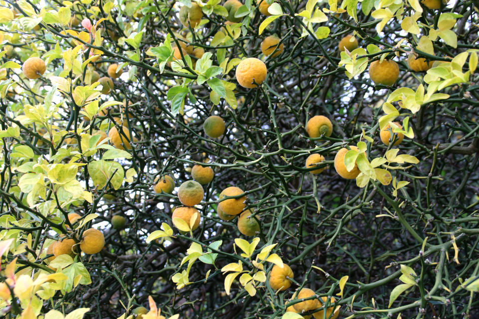 Плоды понцируса. Ботанический сад Орхус 1 ноября 2021, Дания