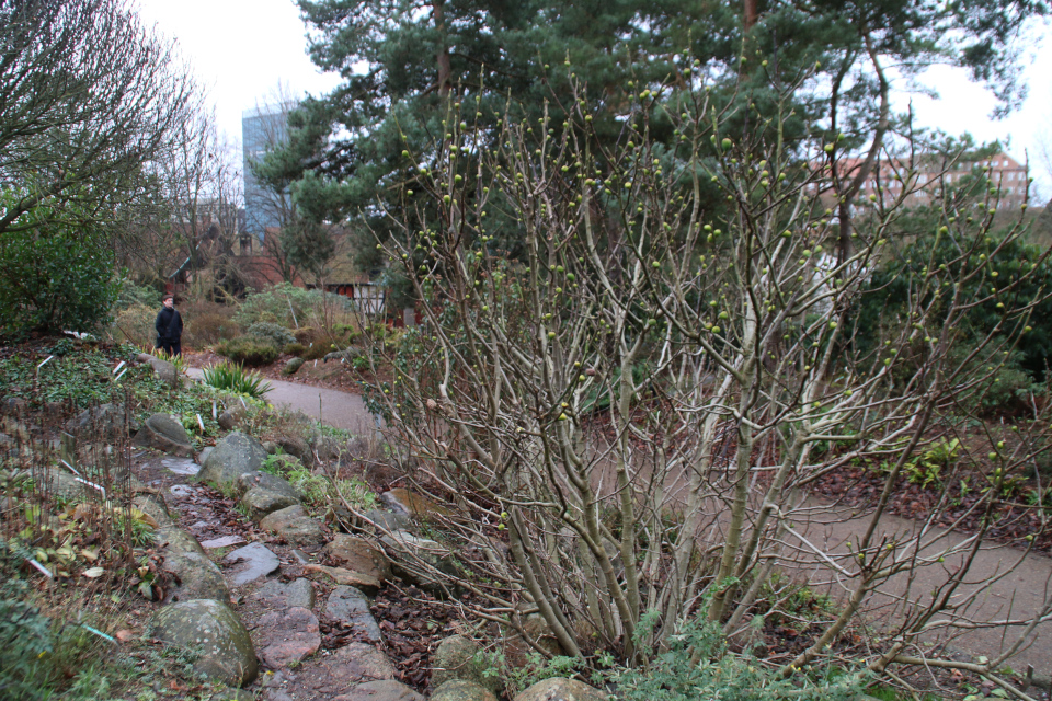 Инжир в ботаническом саду в. Орхус, Дания. Фото 15 декабря 2021
