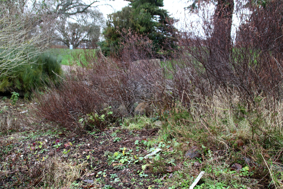 Где замаскировался заяц в ботаническом саду? Фото 15 декабря 2021, г. Орхус, Дания