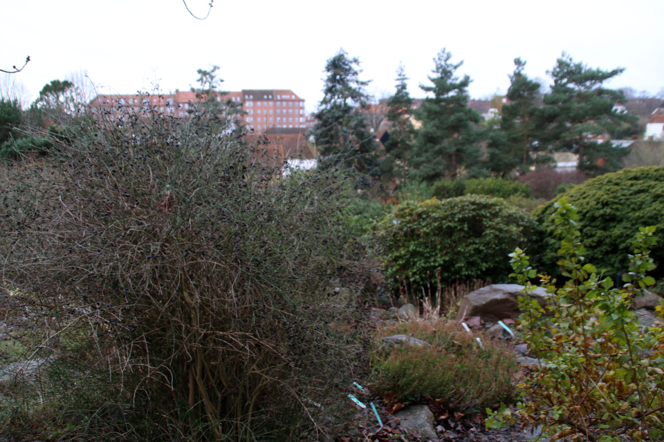 Жасмин кустарниковый. Ботанический сад Орхус 15 декабря 2021