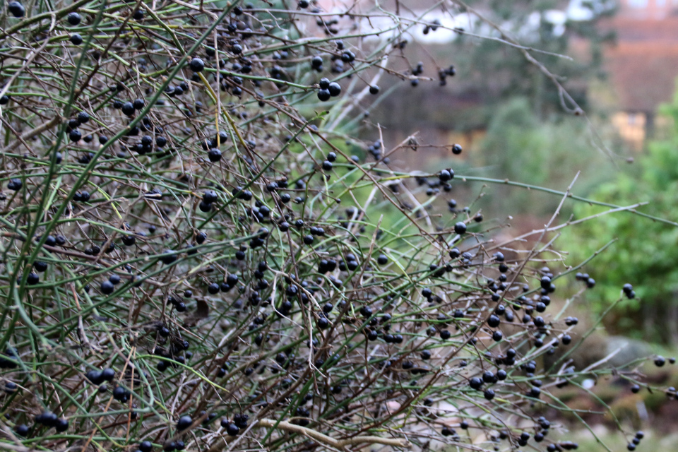 Плоды жасмина кустарникова. Фото 15 декабря 2021, г. Орхус, Дания