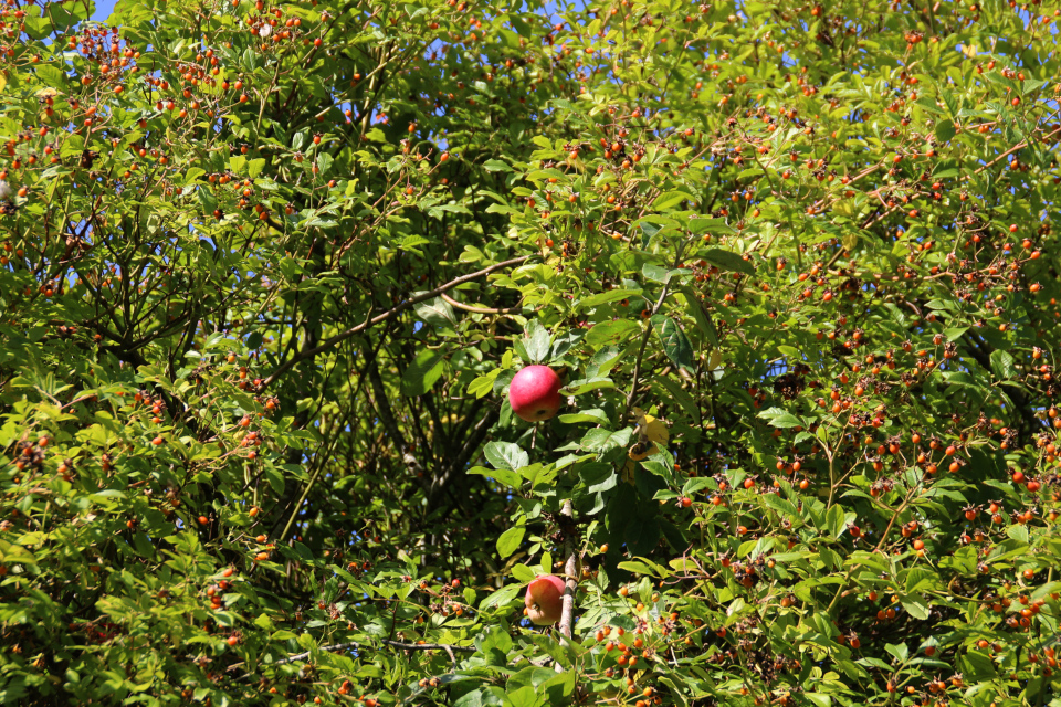 Шиповник на яблоне в парке Марселисборг. Фото 8 сент. 2021, г. Орхус, Дания
