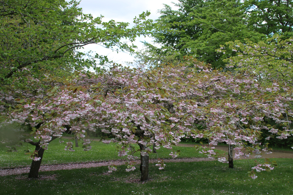 Сакуры в цвету в парке Марселисборг. Фото 27 мая 2021, г. Орхус, Дания