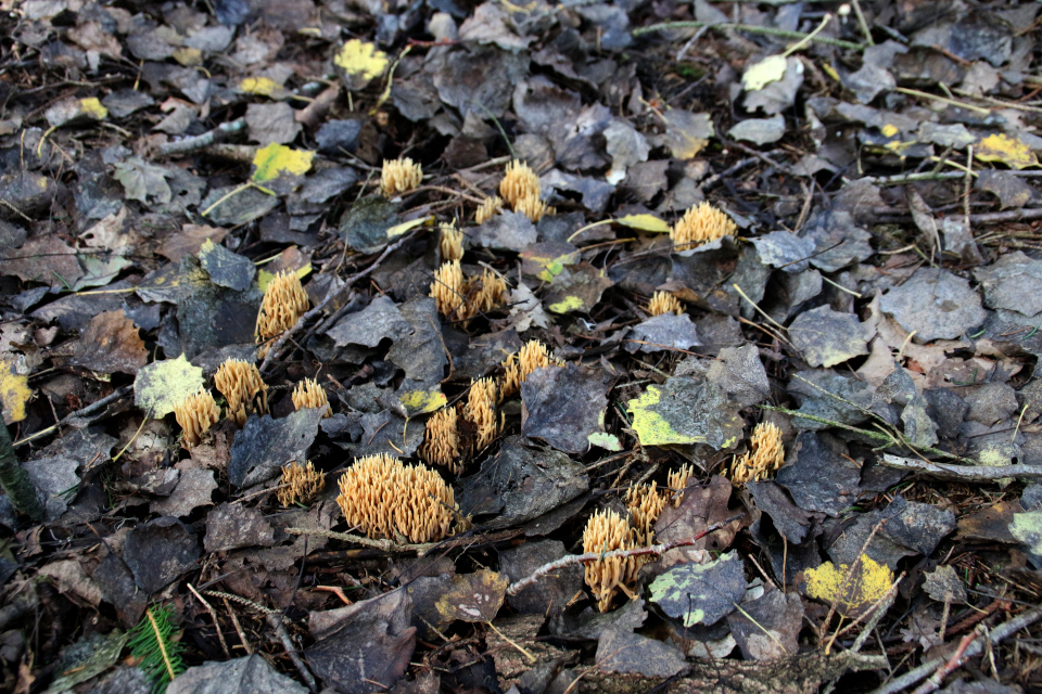 Оленьи рожки (дат. Gul koralsvamp, лат. Ramaria flava). Дорога. Моренный холм Исенберг Isenbjerg Bakkeø, Дания. Фото 10 окт. 2021