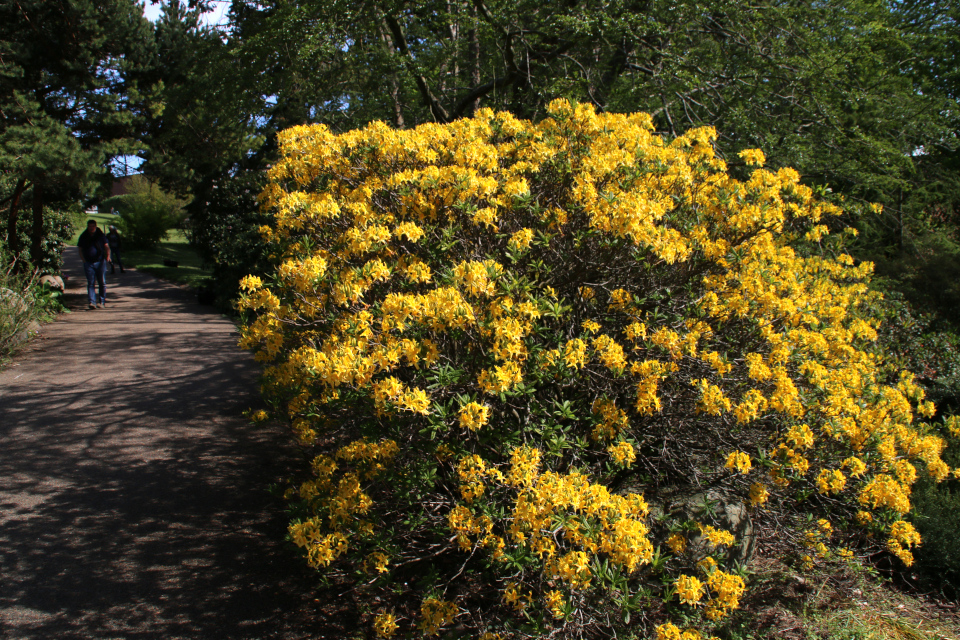 Рододендрон жёлтый в ботаническом саду г. Орхус, Дания. Фото 16 мая 2019