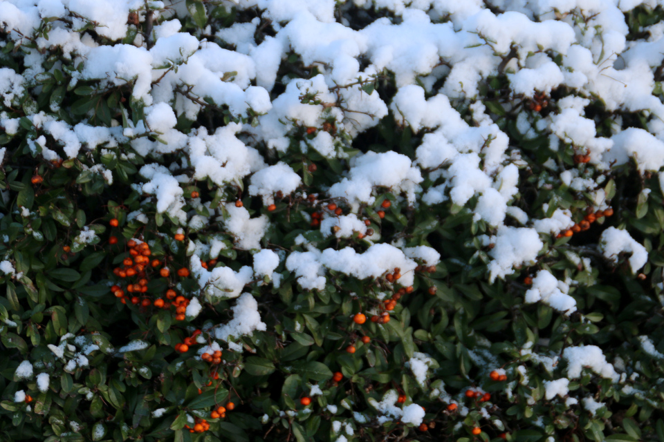 Пираканта ярко-красная (дат. Almindelig ildtorn, лат. Pyracantha coccinea). Белое Рождество 2021, 24 дек. 2021, г. Орхус / Хойбьерг, Дания