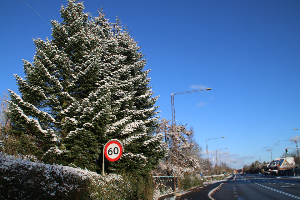 Пихта Нордмана (дат. Nordmannsgran, лат. Abies nordmanniana). Белое Рождество 2021, 24 дек. 2021, г. Орхус / Хойбьерг, Дания