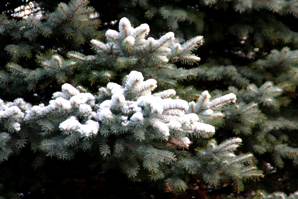 Ель голубая (дат. Blågran, лат. Picea pungens). Белое Рождество 2021, 24 дек. 2021, г. Орхус / Хобьерг, Дания