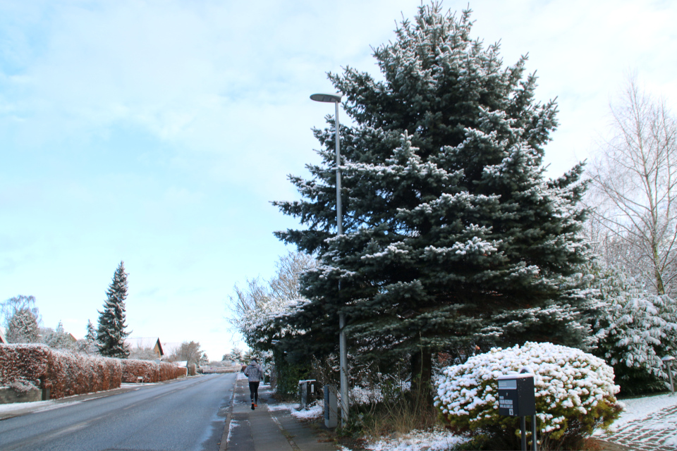 Ель голубая (дат. Blågran, лат. Picea pungens). Белое Рождество 2021, 24 дек. 2021, г. Орхус / Хобьерг, Дания