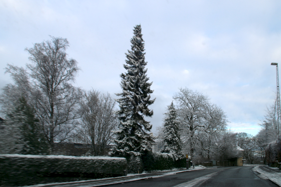 Ель сербская (дат. Serbisk Gran / Søjlegran, лат. Picea omorika. Белое Рождество 2021, 24 дек. 2021, г. Орхус / Хобьерг, Дания