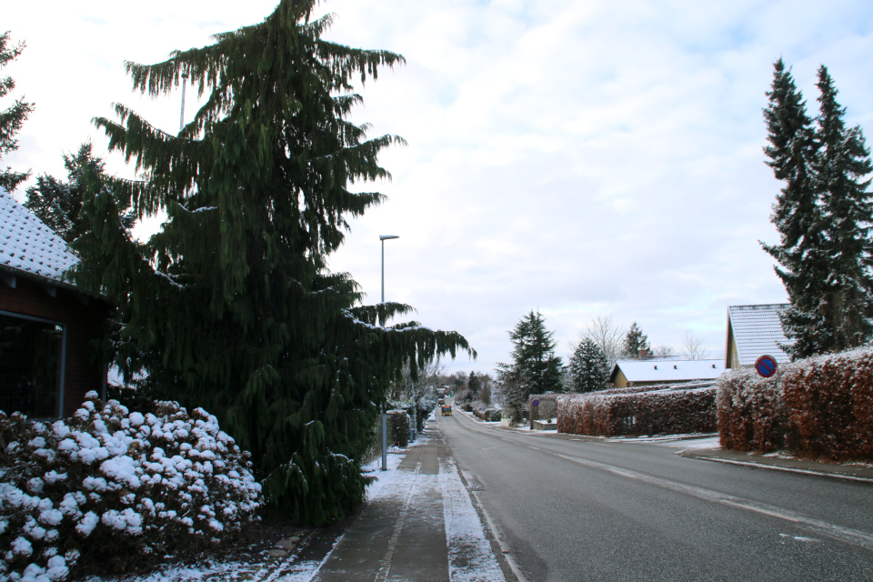 Ель сербская (дат. Serbisk Gran / Søjlegran, лат. Picea omorika), Кипарис нутканский (дат. Nutkacypres, лат. Cupressus nootkatensis). Белое Рождество 2021, 24 дек. 2021, г. Орхус / Хобьерг, Дания