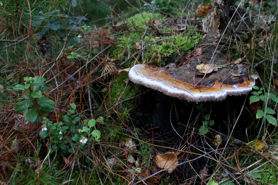 Трутовик окаймлённый (дат. Randbæltet hovporesvamp, лат. Fomitopsis pinicola). Моренный холм Исенберг Isenbjerg Bakkeø, Дания. Фото 10 окт. 2021