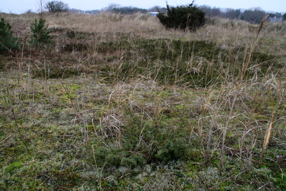 Можжевельник (дат. Ene, лат. Juniperus communis), Альс Одде (Als Odde), Дания. Фото 2 янв. 2022