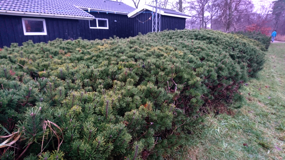 Горная сосна (дат. Bjergfyr, лат. Pinus mugo). Альс Одде (Als Odde), Дания. Фото 2 янв. 2022