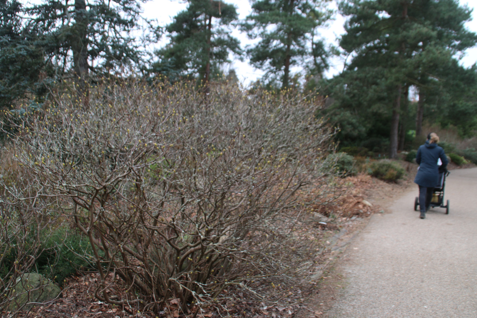 Рододендрон жёлтый. Ботанический сад, г. Орхус, Дания. 21 янв. 2022