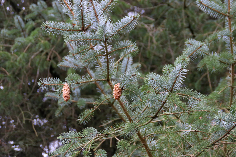 Ель ситхинская (дт. Sitkagran, лат. Picea sitchensis). Холмы Хельберсков (Bjerget Helberskov), Дания. Фото 2 янв. 2022