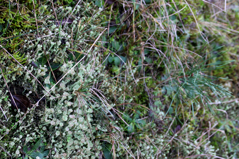  Кладония тёмно-зелёная (дат. Brungrøn Bægerlav. лат. Cladonia chlorophaea). Холмы Хельберсков (Bjerget Helberskov), Дания. Фото 2 янв. 2022