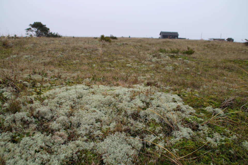  Кладония уродливая (дат. Hede-rensdyrlav, лат. Cladonia portentosa), Альс Одде (Als Odde), Дания. Фото 2 янв. 2022