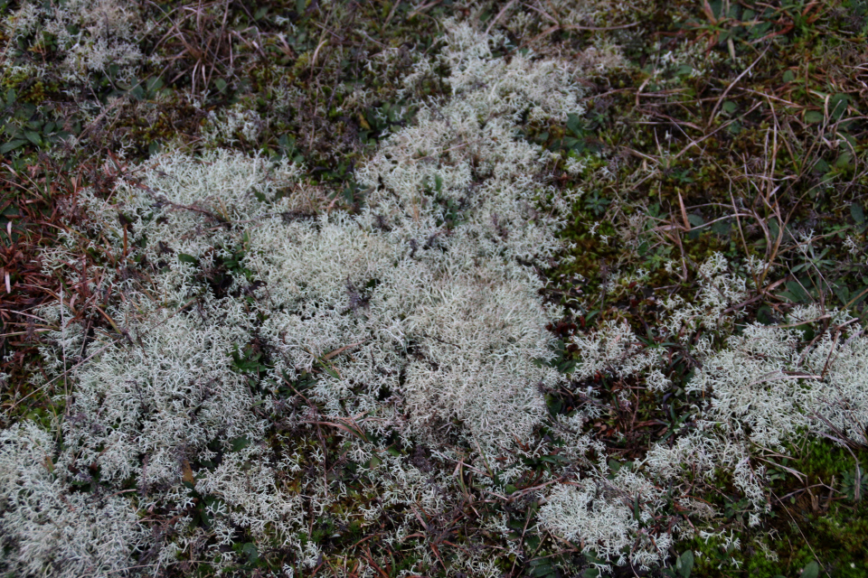  Кладония уродливая (дат. Hede-rensdyrlav, лат. Cladonia portentosa), Альс Одде (Als Odde), Дания. Фото 2 янв. 2022