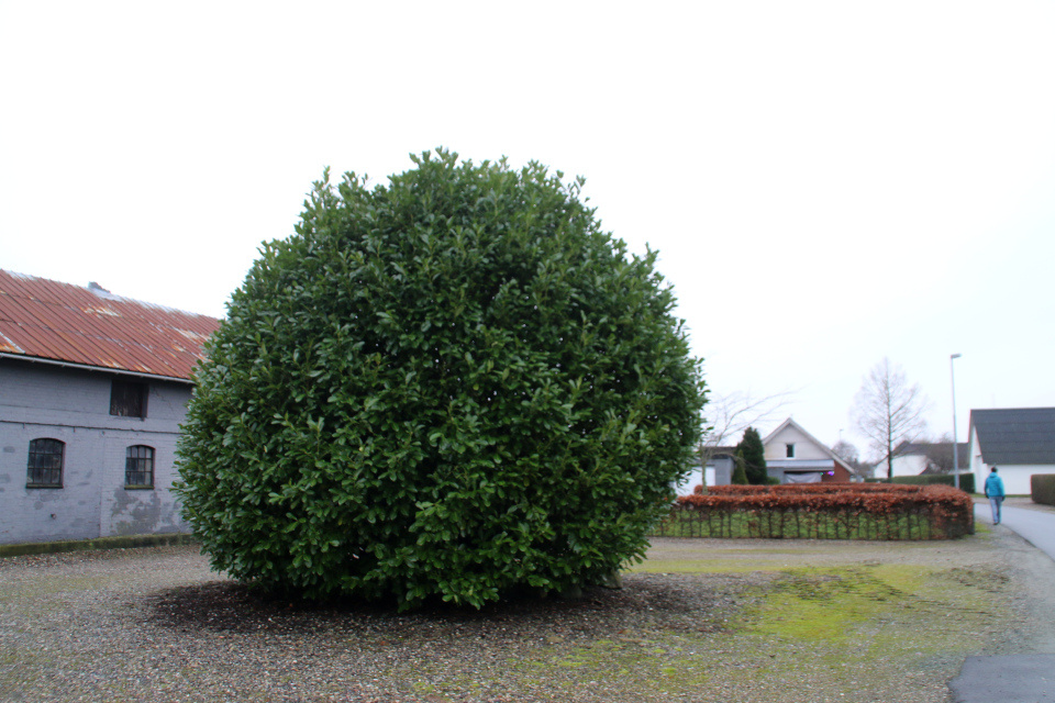 Лавровишня обыкновенная (дат. Laurbær-kirsebær, лат. Prunus laurocerasus), Хельберсков (Helberskov), Дания. Фото 2 янв. 2022