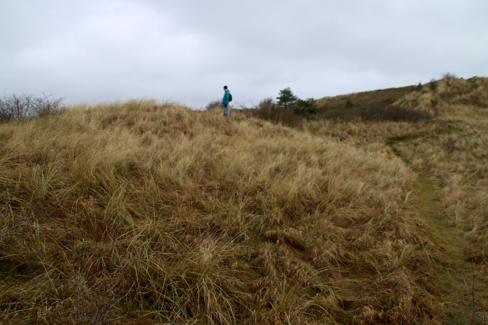 Песколюбка песчаная (дат. Sandhjælme, лат. Ammophila arenaria). Холмы Хельберсков (Bjerget Helberskov), Дания. Фото 2 янв. 2022
