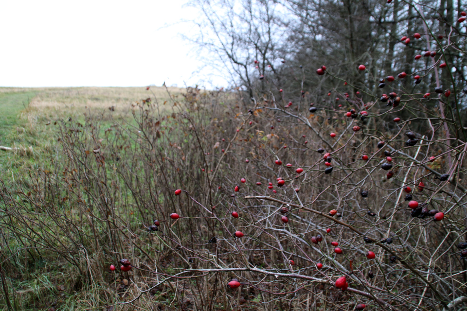 Шиповник душистый (дат. Æblerose, лат. Rosa rubiginosa). Холмы Хельберсков (Bjerget Helberskov), Дания. Фото 2 янв. 2022