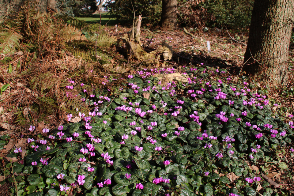 Цветущие цикламены из Кавказа. Ботанический сад Орхус 5 марта 2022, Дания