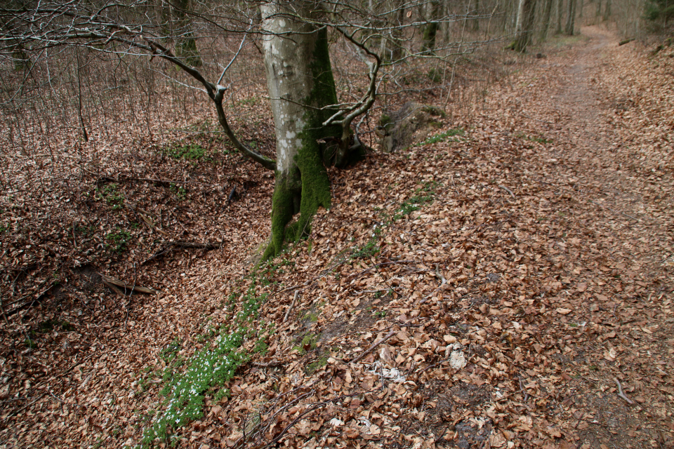 Лес Кольсковн в Йексендален (Kolskoven Jeksendalen), Хёрнинг, Дания. 27 марта 2022