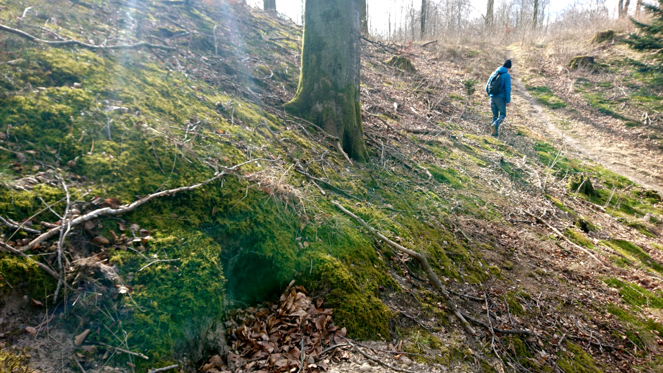 Норы барсуков. Лес Кольсковн в Йексендален (Kolskoven Jeksendalen), Хёрнинг, Дания. 27 марта 2022