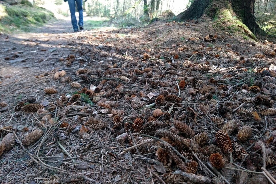 Ель ситхинская (дат. Sitkagran, лат. Picea sitchensis). Лес Кольсковн в Йексендален (Kolskoven Jeksendalen), Хёрнинг, Дания. 27 марта 2022