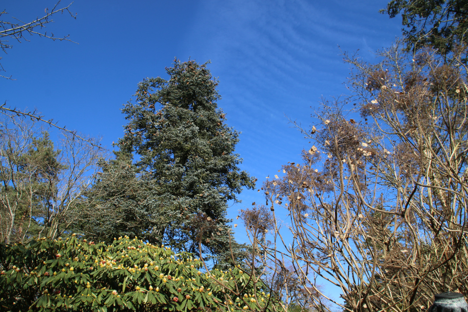Пихта благородная (в глубине), гортензия шершавая (справа), рододендрон (слева). 5 мар. 2022, Ботанический сад г. Орхус, Дания
