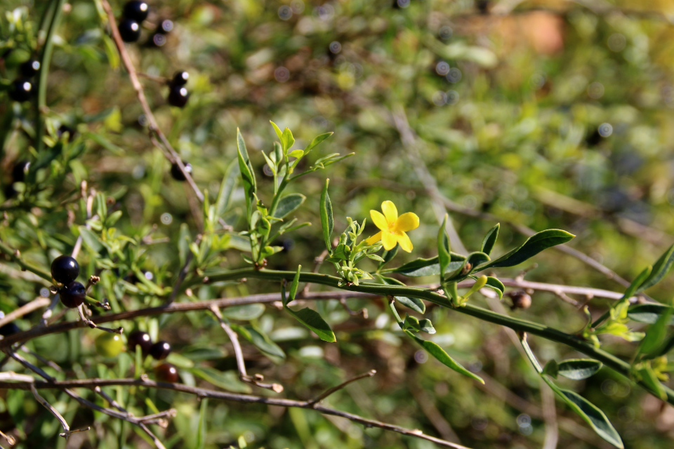 Жасмин кустарниковый (лат. Jasminum fruticans), ботанический сад г. Орхус, Дания. Фото 19 окт. 2017