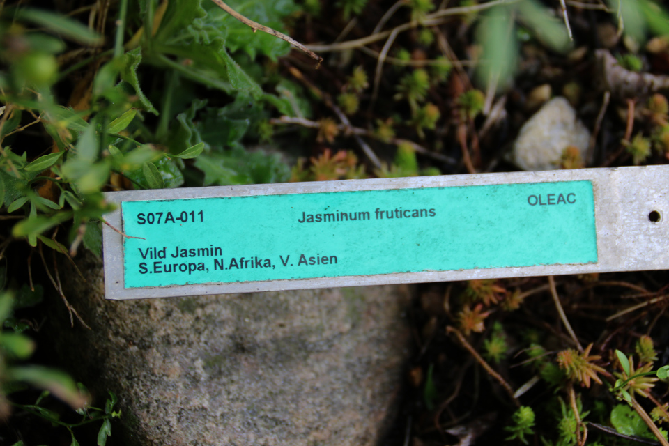 Жасмин кустарниковый (лат. Jasminum fruticans), ботанический сад г. Орхус, Дания. Фото 21 сент. 2017