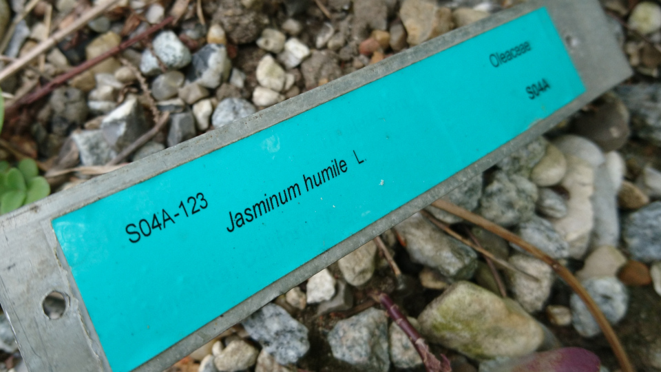 Желтый жасмин (лат. Jasminum humile), ботанический сад г. Орхус, Дания. 23 июня 2021 