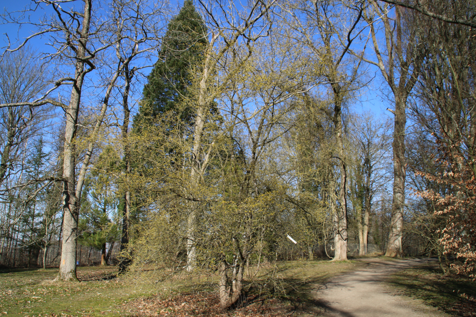 Кизил в Дании (дат. Kirsebærkornel, лат. Cornus mas). Лесной ботанический сад, г. Орхус, Дания. 13 мар. 2022