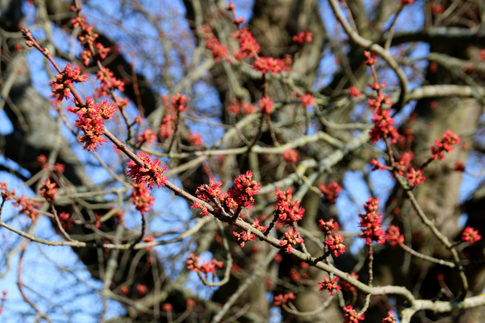  Цветы красного клена. Ботанический сад Орхус 4 марта 2022, Дания