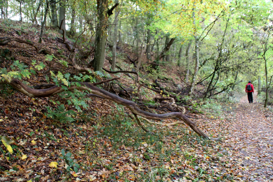 Морена. Озеро Бюгхольм (Bygholm sø), Хорсенс, Дания. Фото 25 окт. 20