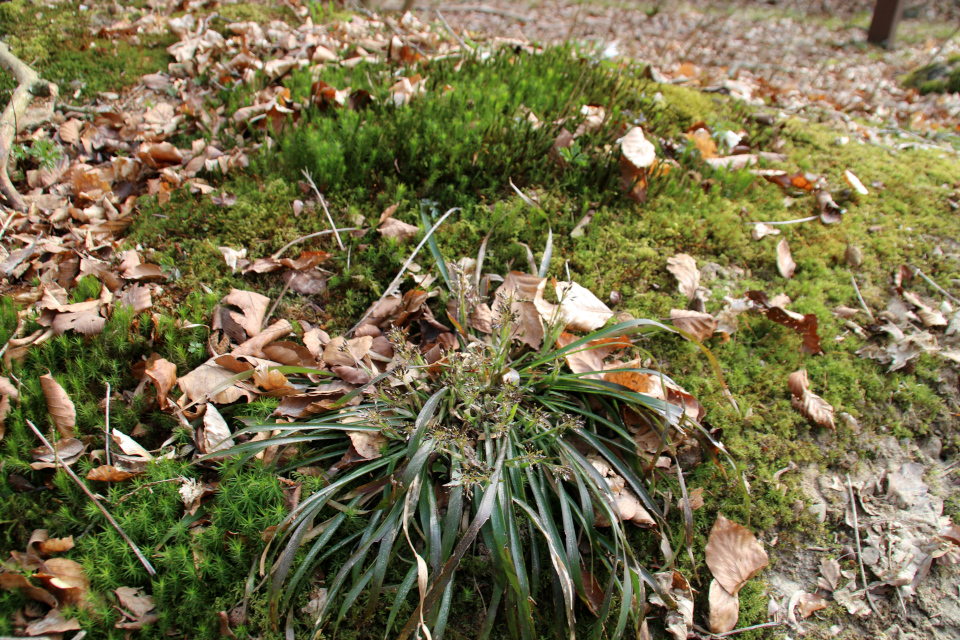 Ожика (дат. Skovfrytle, лат. Luzula sylvatica). Лес Кольсковн в Йексендален (Kolskoven Jeksendalen), Хёрнинг, Дания. 27 марта 2022