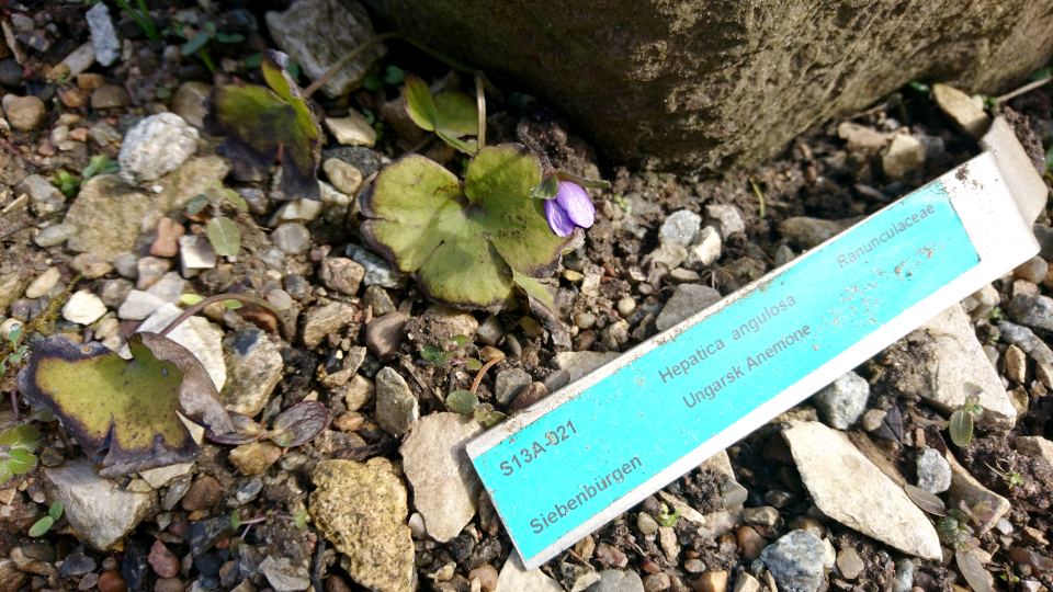 Печёночница трансильванская в ботаническом саду г. Орхус, Дания. 4 марта 2022